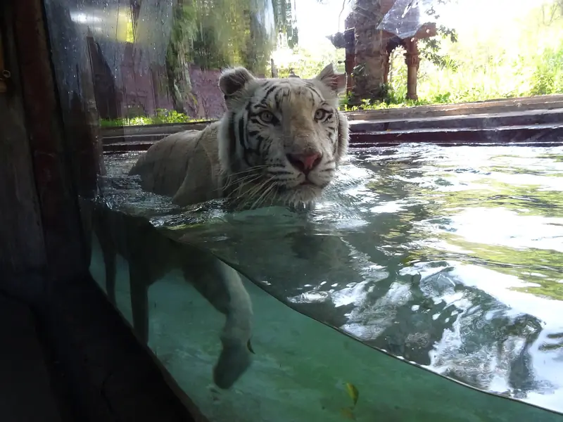 A white tiger resting in its enclosure at Bali Safari and Marine Park