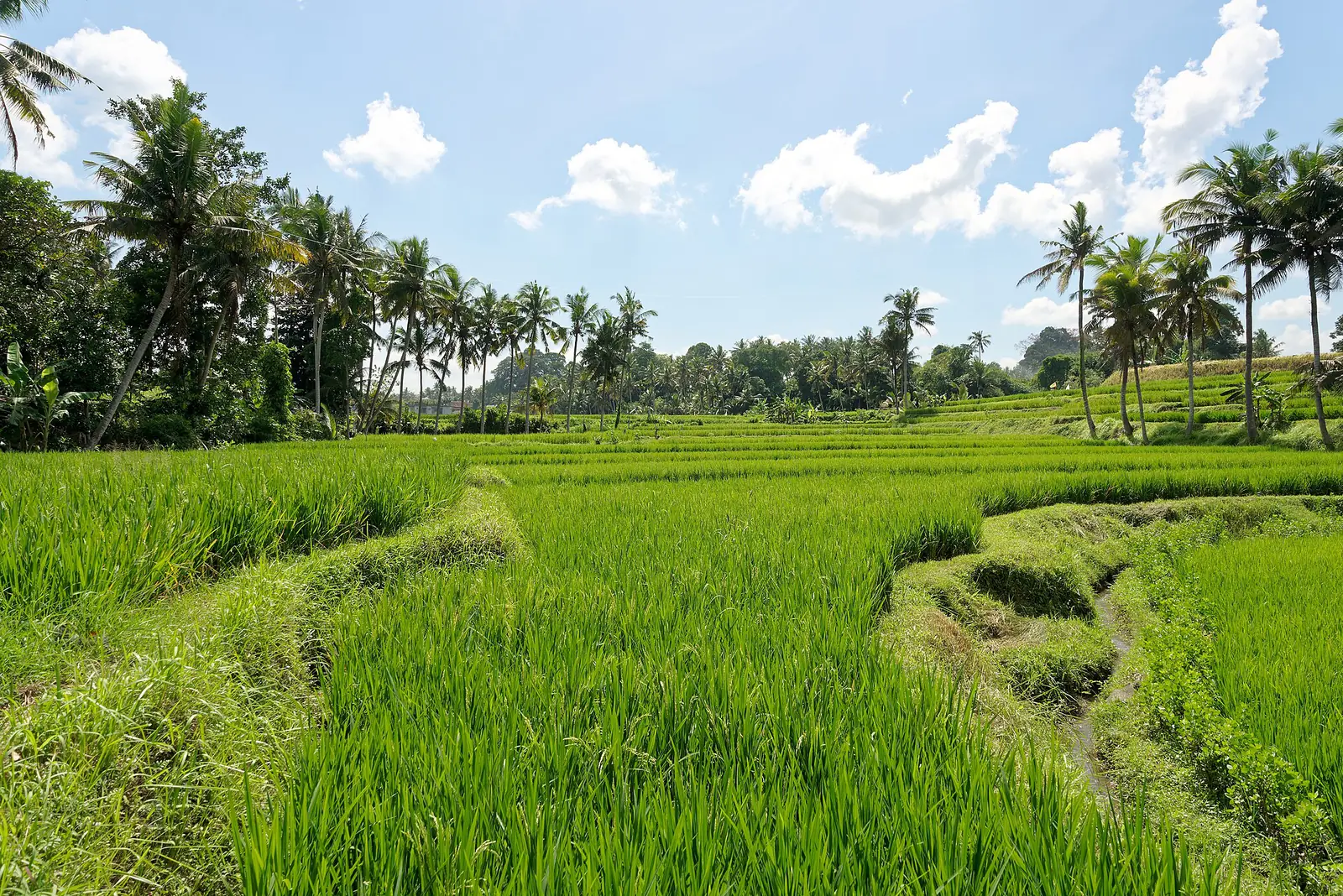 Bright green rice fields near Ubud, edged with coconut palms under a blue sky